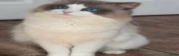 Ragdoll cats for sale: Gccf ragdoll babies - Advert 7