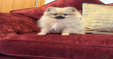 Pomeranian dogs - Advert 4