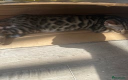 Bengal cats for sale: Stunning Bengal kittens - Image 29