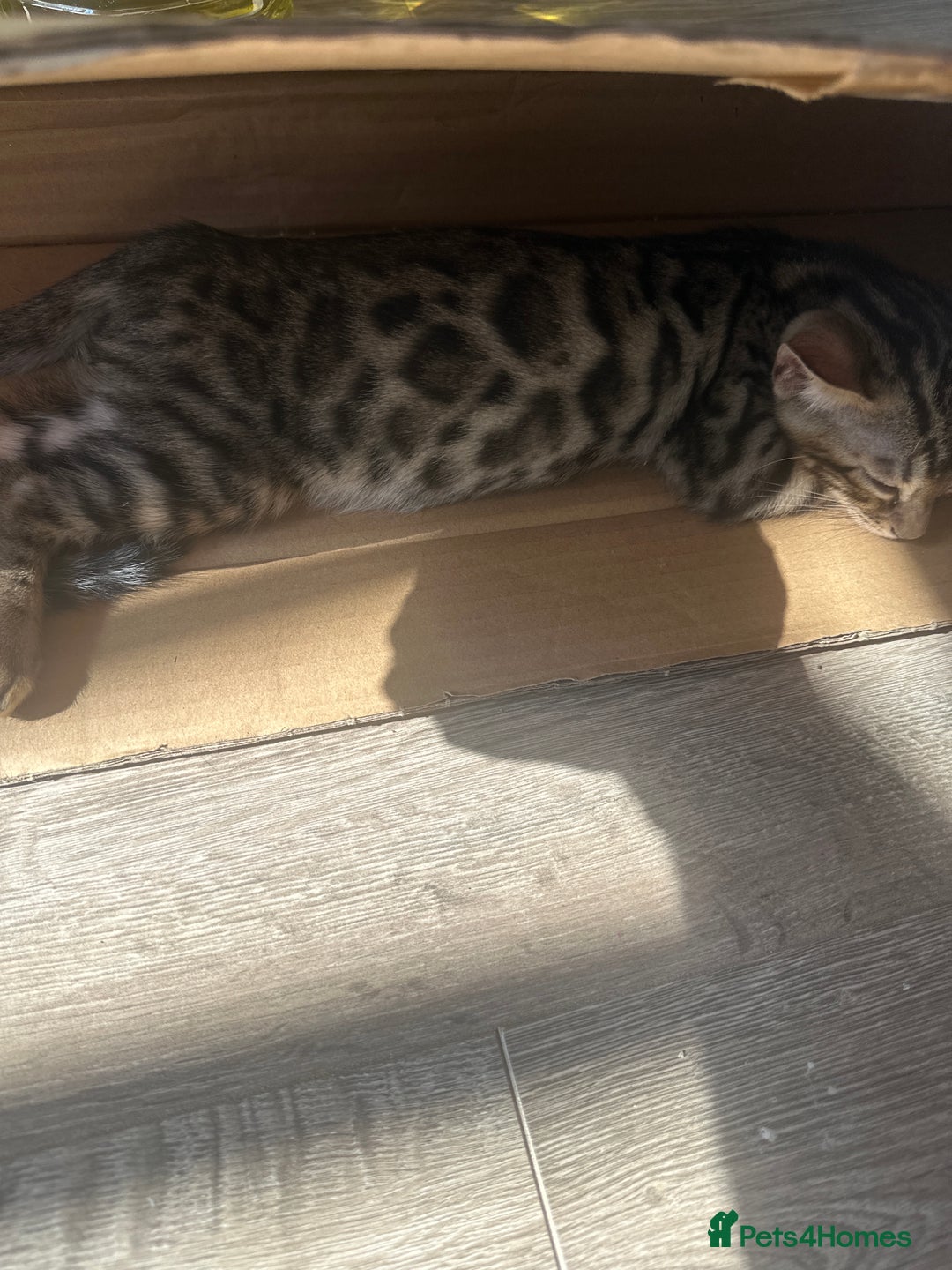 Bengal cats for sale: Stunning Bengal kittens - Image 29