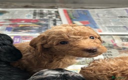 Labradoodle dogs for sale: F1b miniature labradoodle  - Image 4