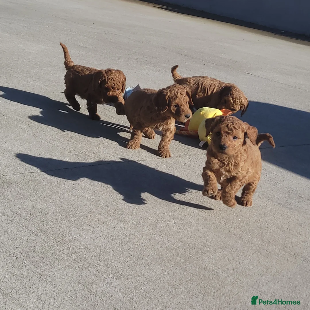 Cockapoo dogs for sale: Cockapoo puppies  - Advert 2