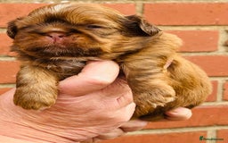 Shih Tzu dogs for sale: Handsome shih tzu boy puppies  - Image 5