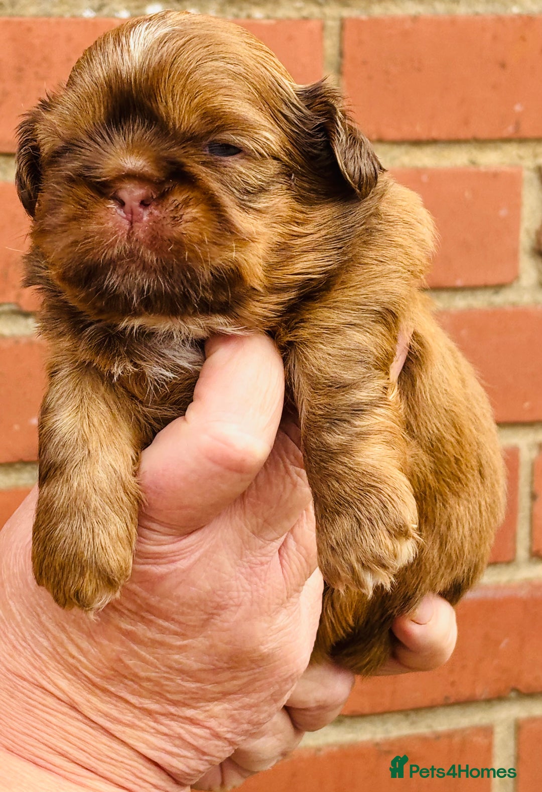 Shih Tzu dogs for sale: Handsome shih tzu boy puppies  - Image 5