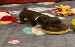 Cocker Spaniel dogs for sale: Beautiful Cocker Spaniel Puppies - Advert 35