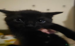 Mixed Breed cats for sale: Mixed breed kitten - Image 5