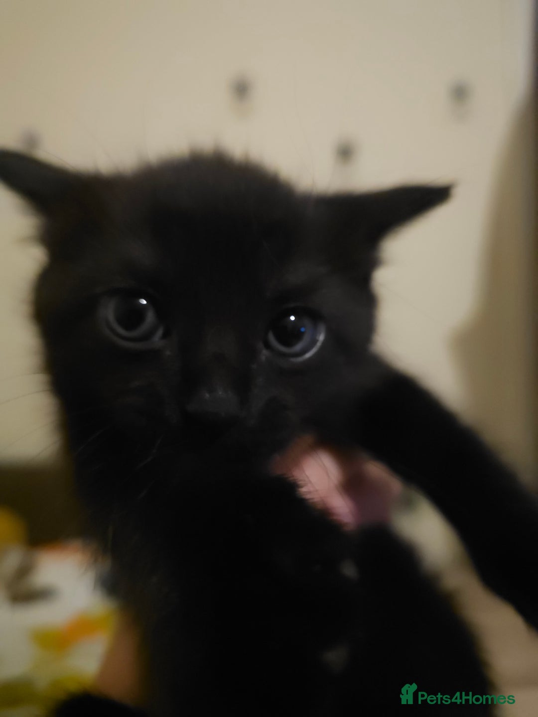 Mixed Breed cats for sale: Mixed breed kitten - Image 5