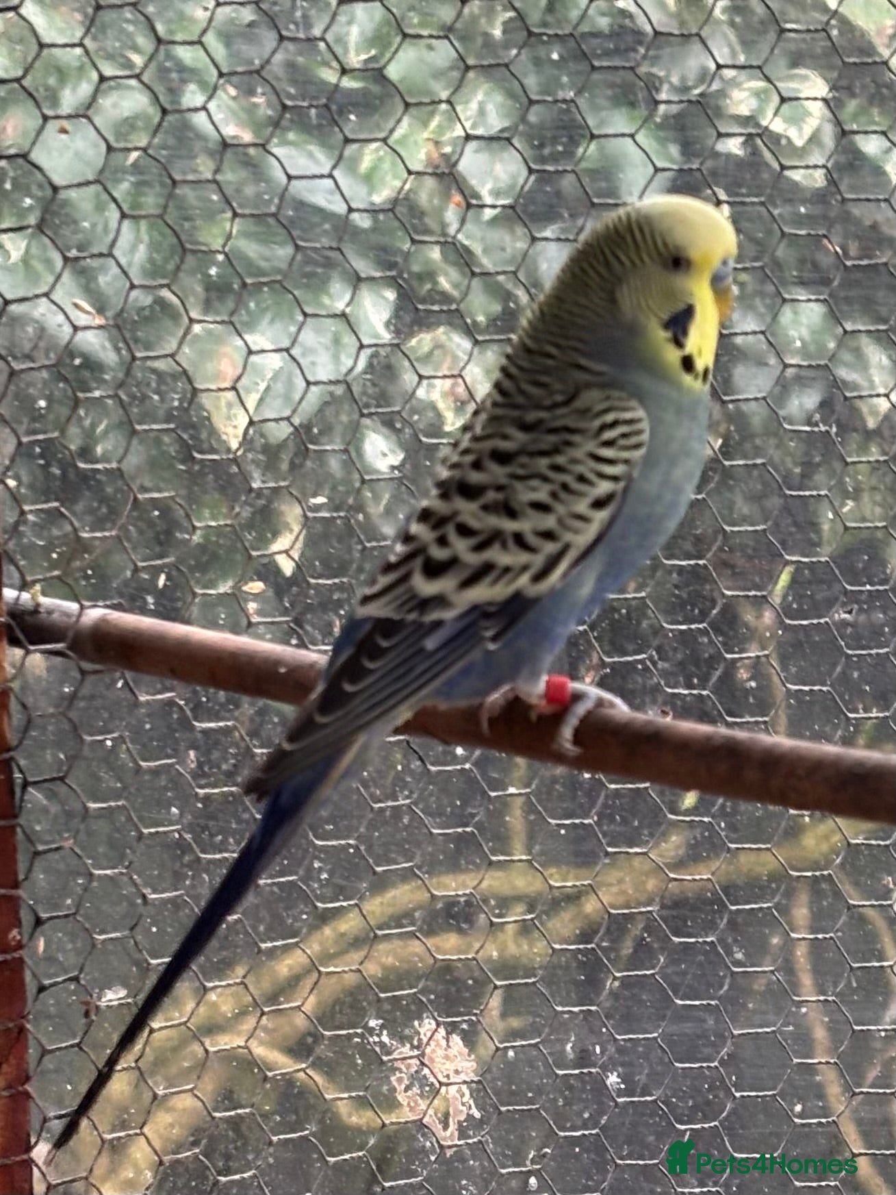 Budgerigars birds Male Blue Budgie for Sale - Advert 6