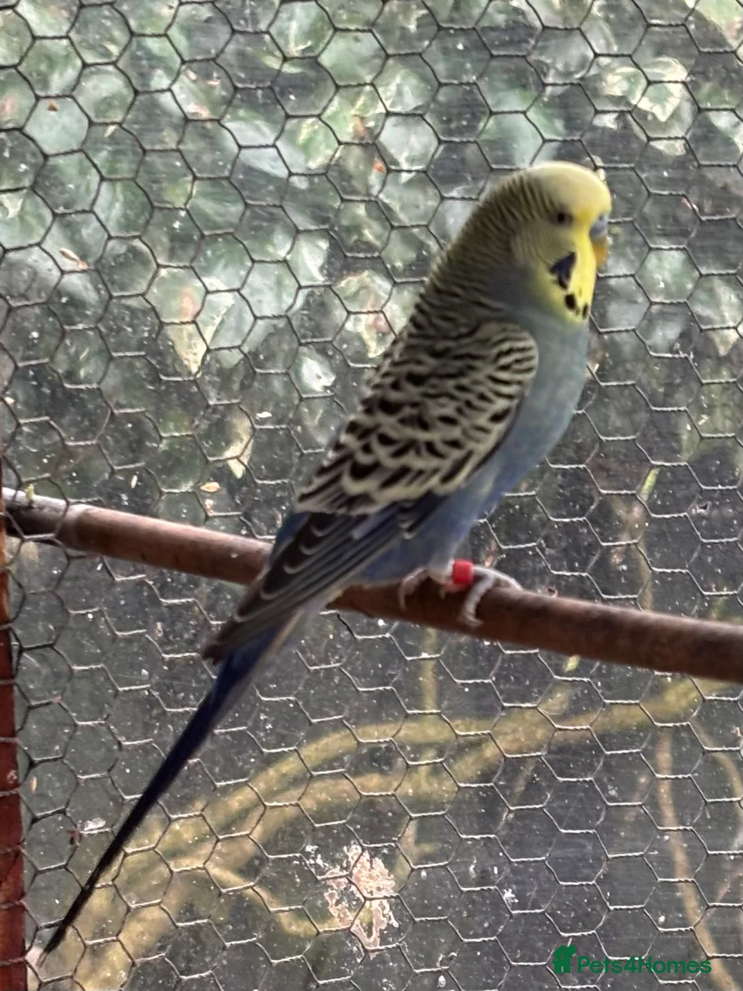 Budgerigars birds for sale: Male Blue Budgie for Sale - Advert 1