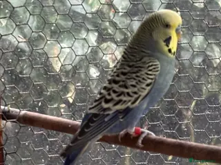 Budgerigars birds Male Blue Budgie for Sale - Advert 6