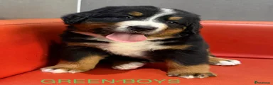 Bernese Mountain Dog 1