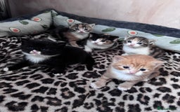 Bengal cats for sale: Beautifull kittens for sale - Image 5