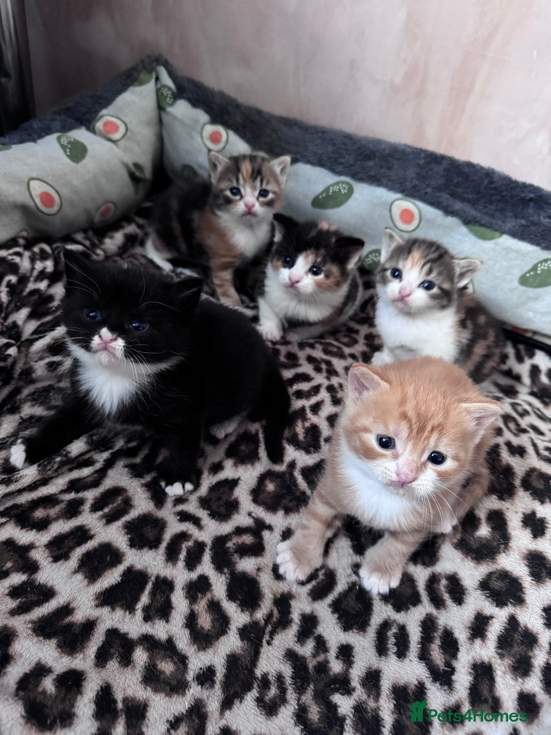 Bengal cats for sale: Beautifull kittens for sale - Image 5