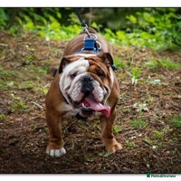 English Bulldog dogs KC Reg - Deep Red and White -Gold Health Test in Warrington - Advert 21