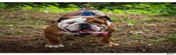 English Bulldog dogs for stud: KC Reg - Deep Red and White -Gold Health Test in Warrington - Advert 1