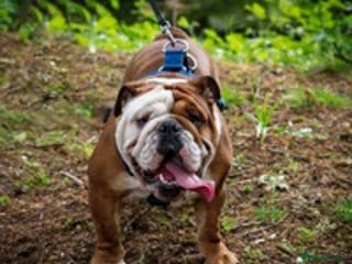 English Bulldog dogs KC Reg - Deep Red and White -Gold Health Test in Warrington - Advert 5