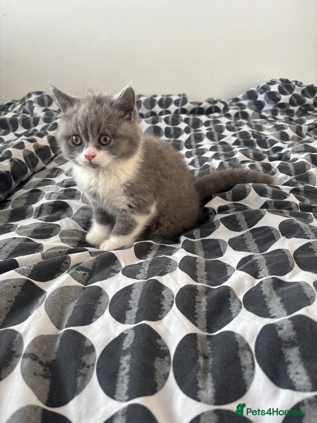 British Shorthair cats for sale: 2 Pure Breed British Shorthairs - Advert 6