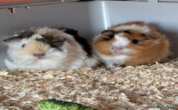 Guinea Pig rodents 2 male Guinea pigs - Advert 10