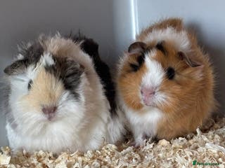 Guinea Pig rodents 2 male Guinea pigs - Advert 19