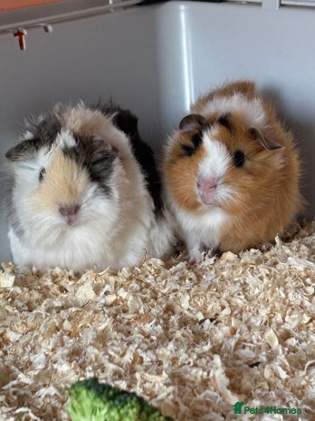Guinea Pig rodents 2 male Guinea pigs - Advert 2