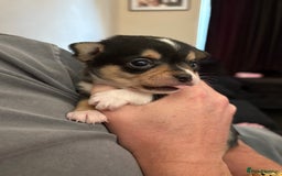 Chihuahua dogs for sale: Chihuahua and Pomchi puppies - Image 31