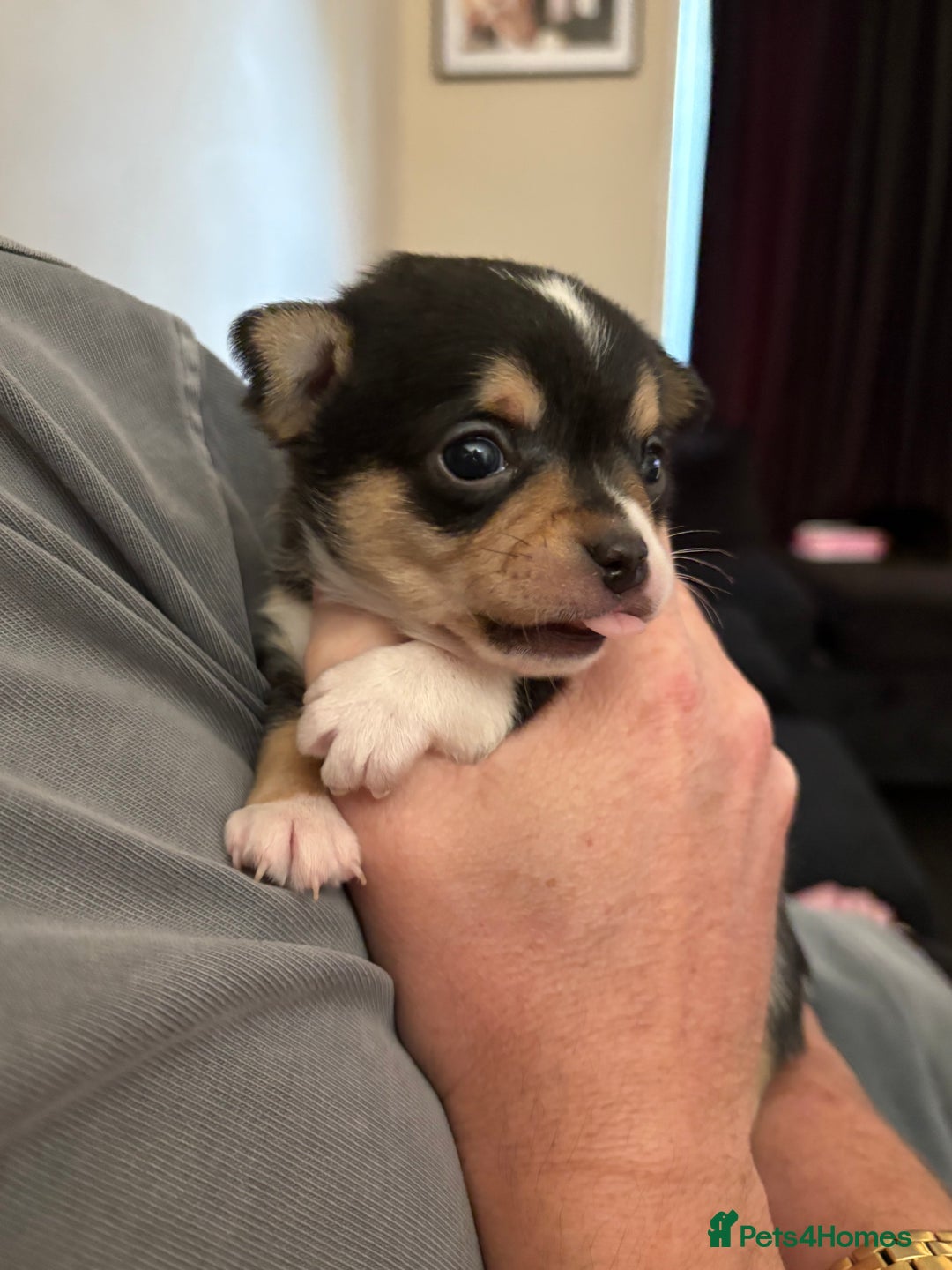 Chihuahua dogs for sale: Chihuahua and Pomchi puppies - Image 31