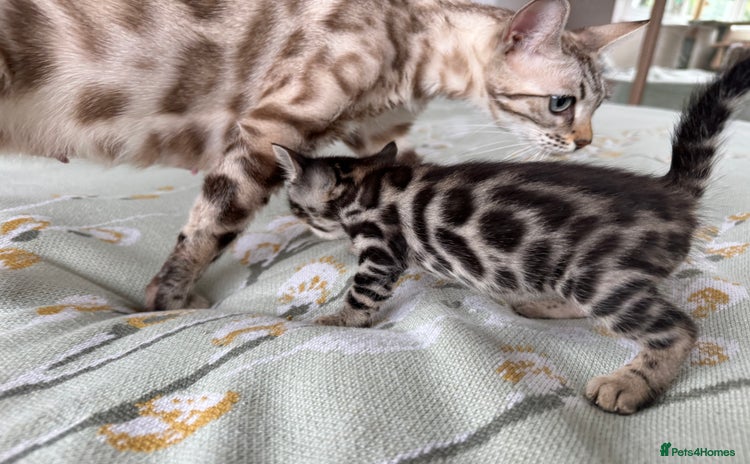 Bengal cats - Advert 5