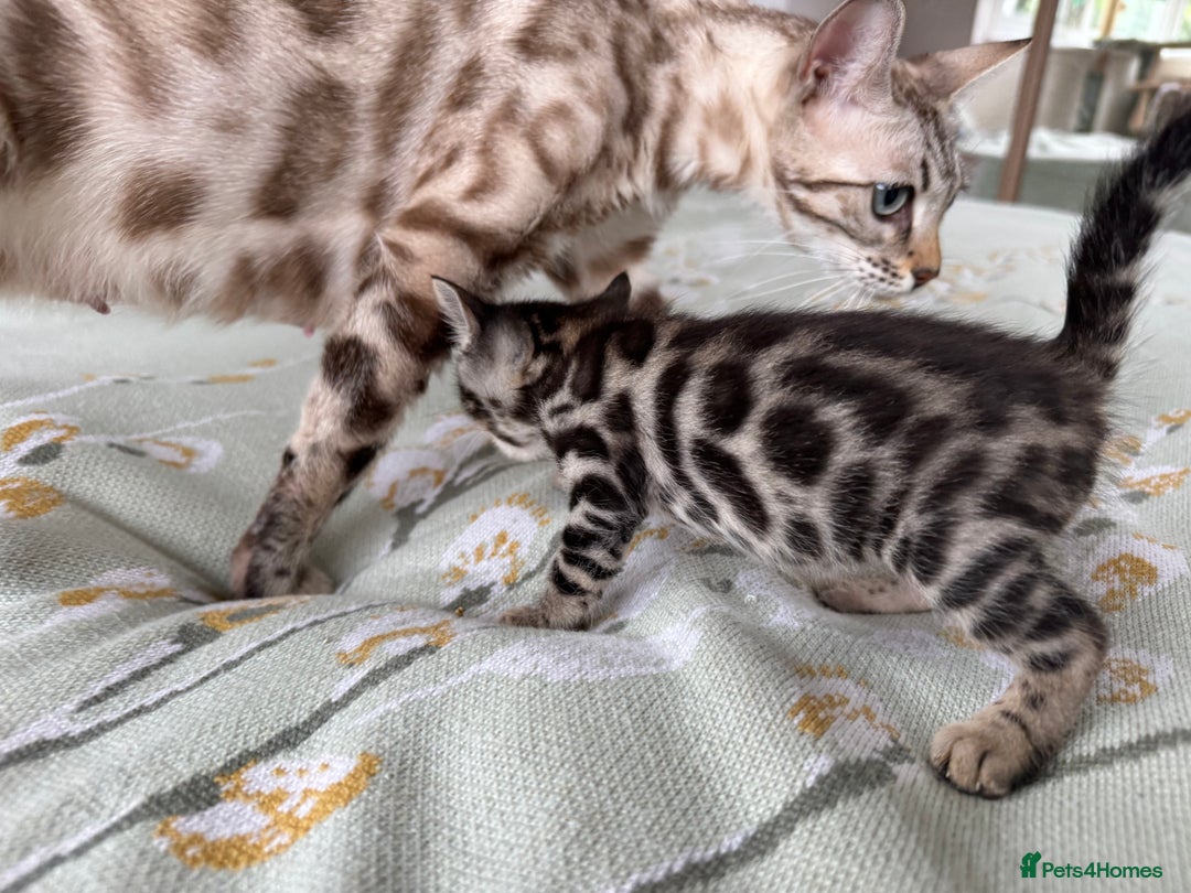 Bengal cats for sale: Bengal kittens 4 pure bangals 5 bengal x kittens - Image 1
