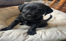 Mixed Breed dogs for sale: Gorgeous Plummer Terrier X Toy Poodle - Image 30