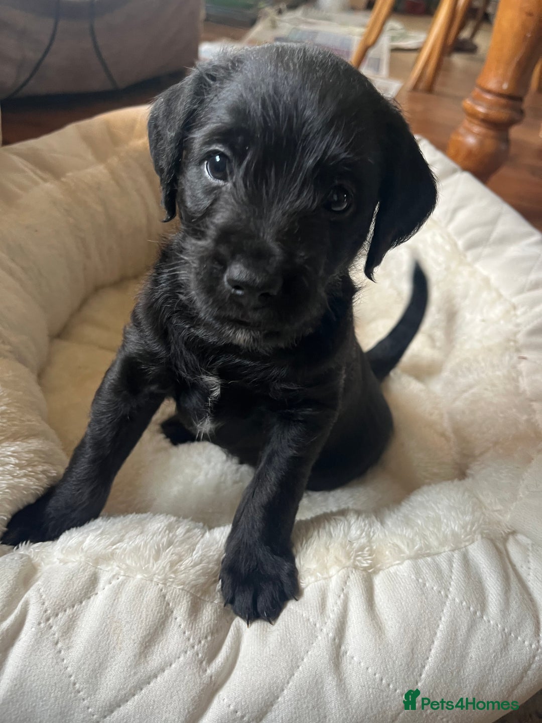 Mixed Breed dogs for sale: Gorgeous Plummer Terrier X Toy Poodle - Image 30