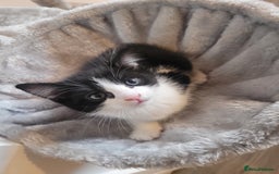 Mixed Breed cats for sale: Mixed British blue kittens  - Image 2