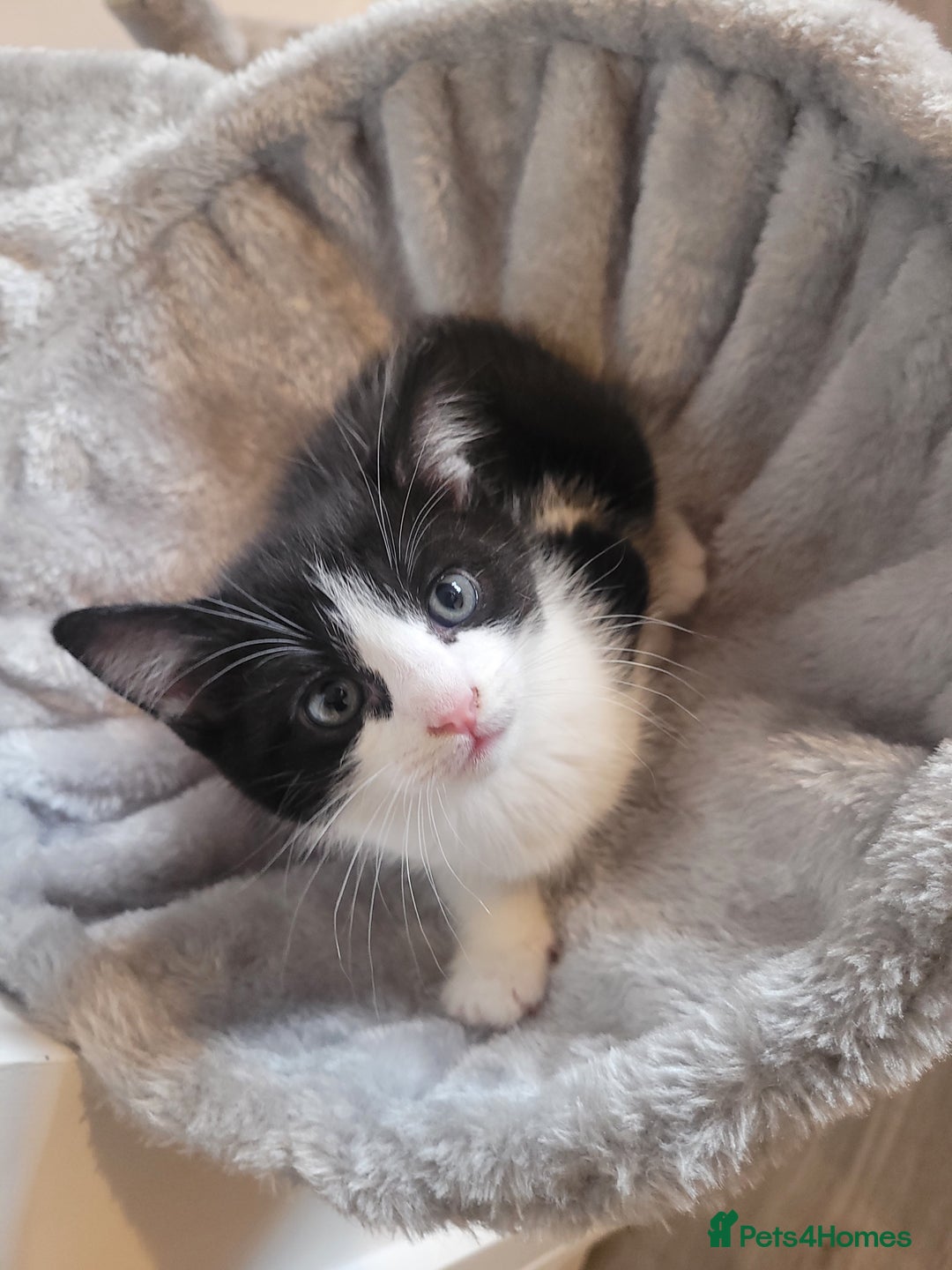 Mixed Breed cats for sale: Mixed British blue kittens  - Image 2