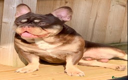 French Bulldog dogs for stud: Rojo & Tan, Health tested - Image 3