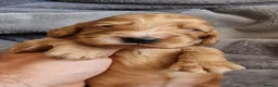 Cocker Spaniel dogs for sale: Show Type Cocker Spaniels - Advert 4