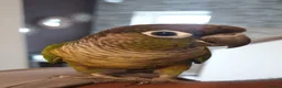 Conures birds for sale: Conure Tamed  - Advert 2