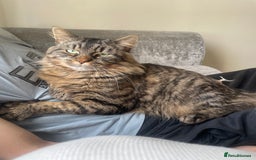 Mixed Breed cats for sale: AVAILABLE SECOND WEEK OF SEPTEMBER  - Image 3