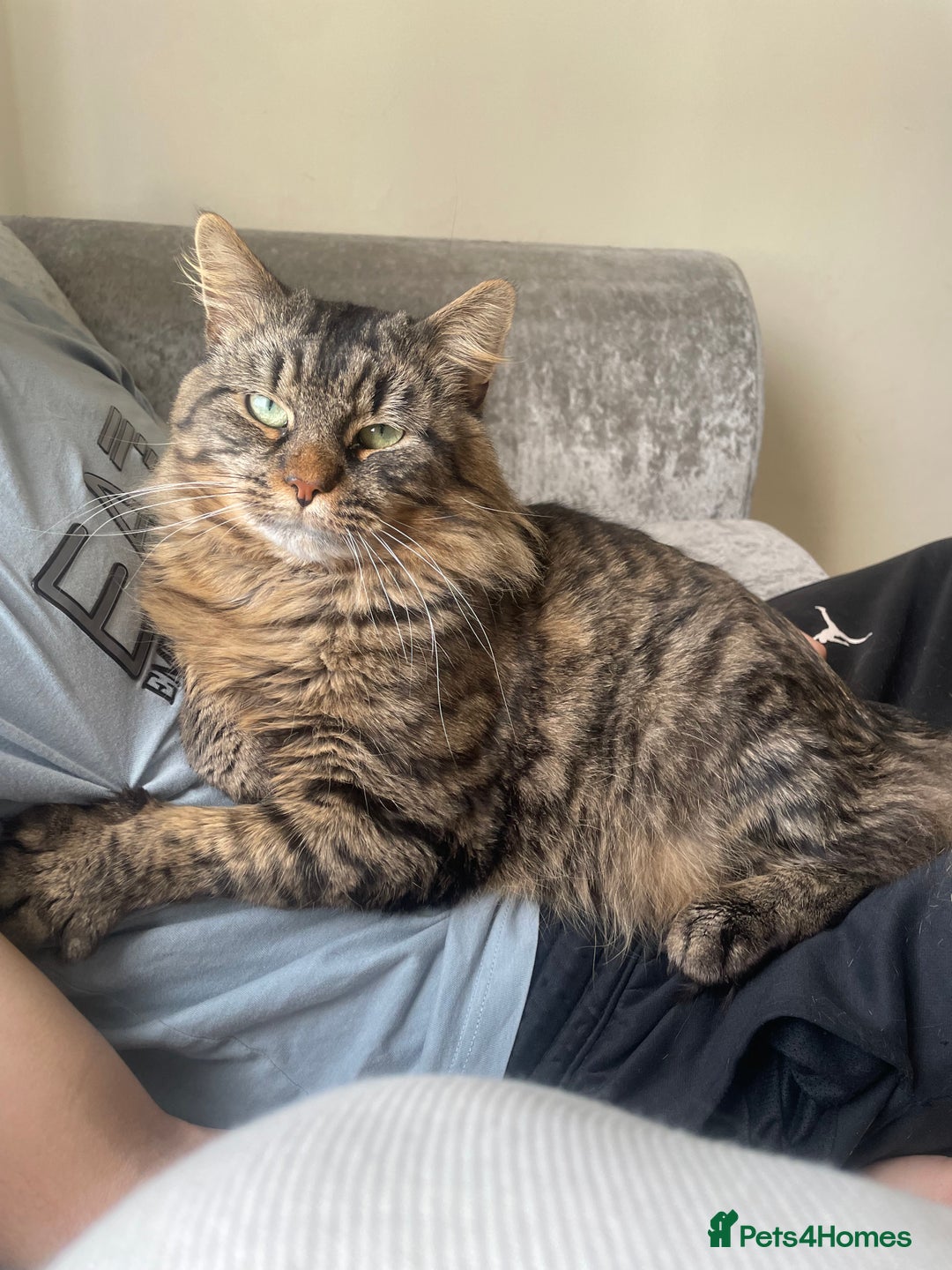 Mixed Breed cats for sale: AVAILABLE SECOND WEEK OF SEPTEMBER  - Image 3