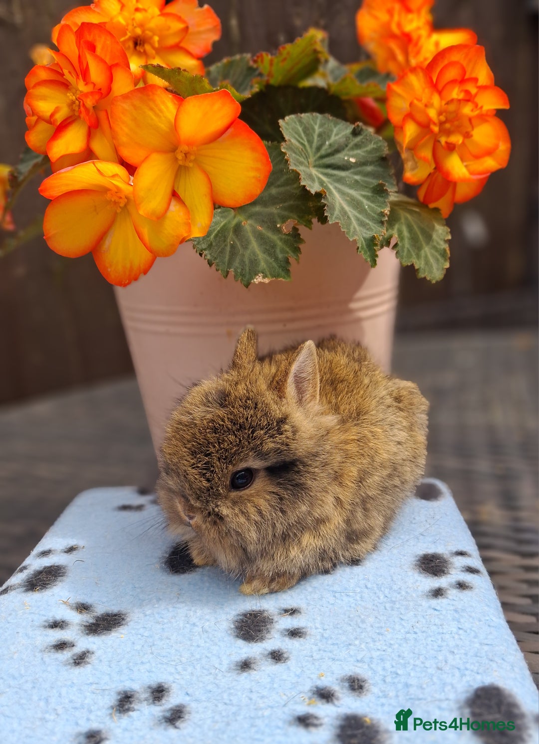 Mixed Breed rabbits for sale: Beautiful baby rabbits for sale - Image 4