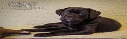 Cane Corso dogs for sale:  Health-Tested Cane Corso Puppies 🐾 - Advert 10