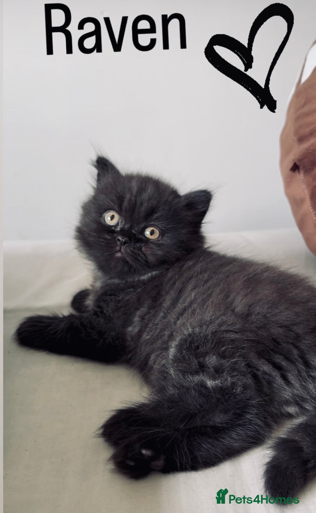 British Longhair cats Stunning GCCF Registered black BLH kitten. - Advert 4