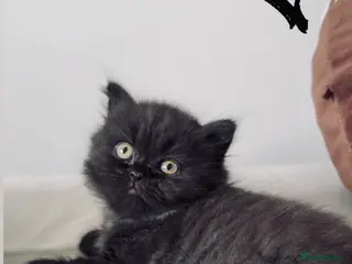 British Longhair cats Stunning GCCF Registered black BLH kitten. - Advert 4