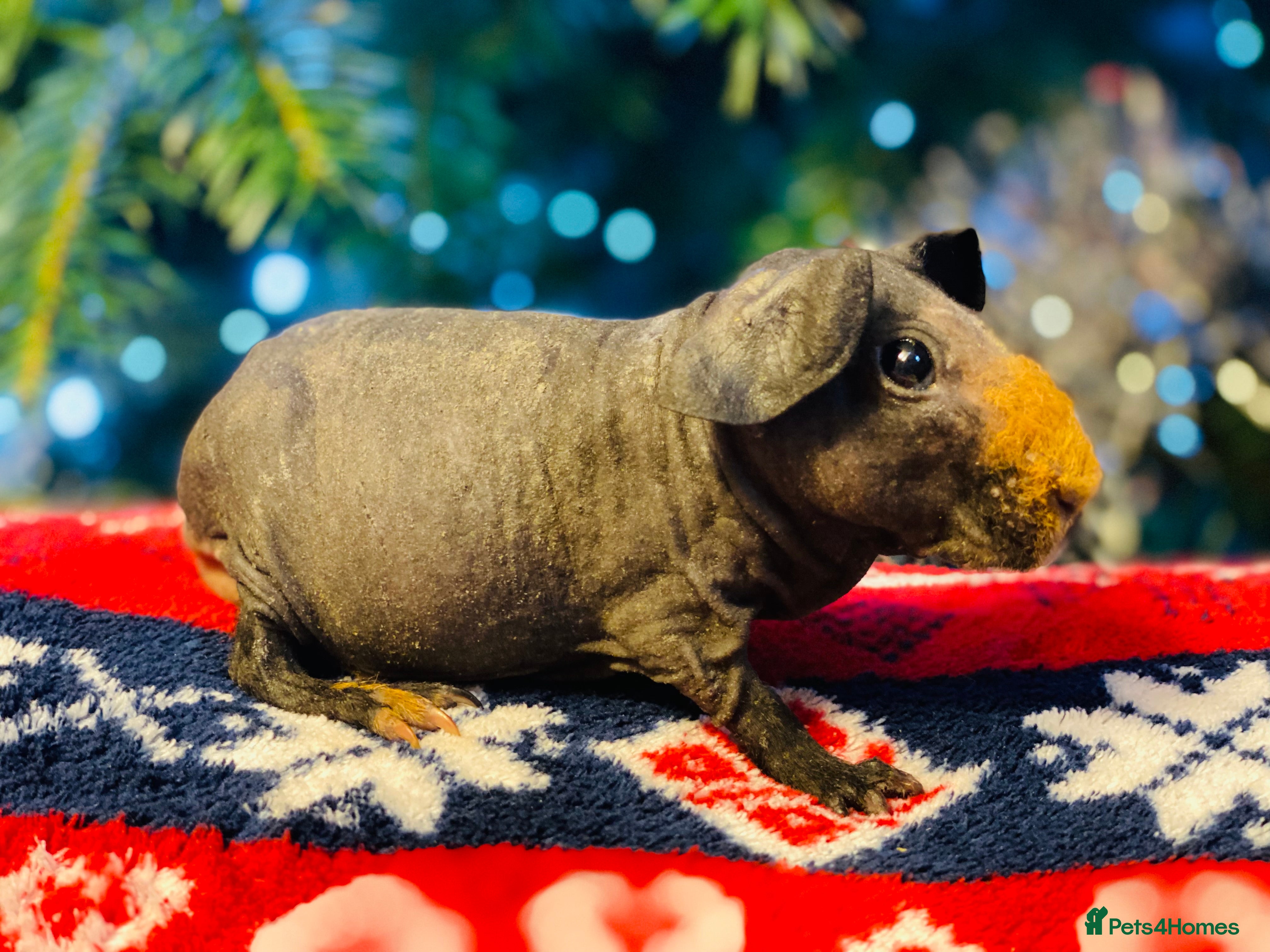 Guinea Pig rodents Skinny pig baby boy ready to reserve  - Advert 9