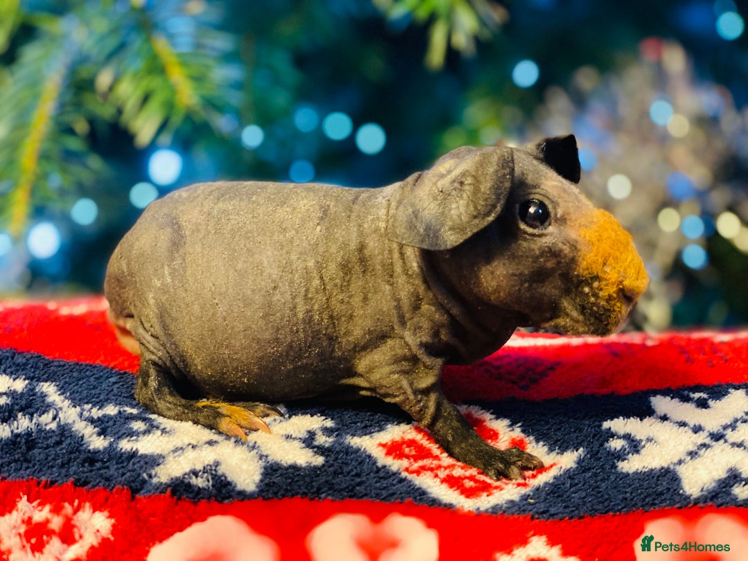 Guinea Pig rodents for sale: Skinny pig baby boy ready to reserve  - Advert 1
