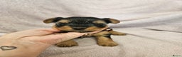 Yorkshire Terrier dogs for sale: ❤️ DNA Tested parents ❤️ Yorkie puppies  - Advert 32