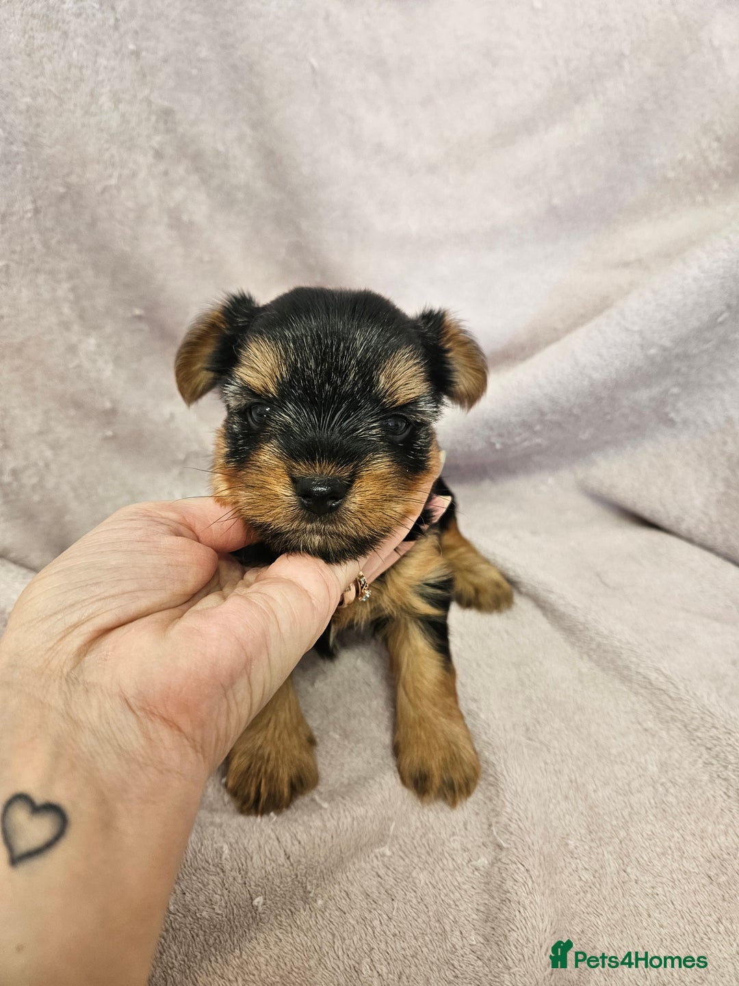 Yorkshire Terrier dogs for sale: ❤️ DNA Tested parents ❤️ Yorkie puppies  - Advert 32