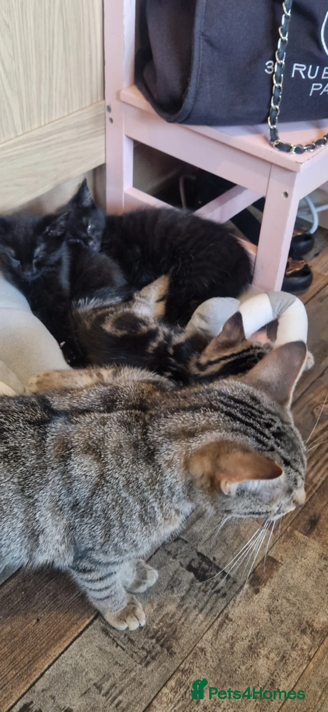 Mixed Breed cats for sale: 3 kittens in Doncaster - Advert 8