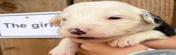 Mixed Breed dogs for sale: Stunning litter Old English Sheepdog x Collie - Advert 13