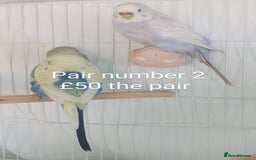 Budgerigars birds for sale: Budgies - babies, adults & pairs available/ - Image 4