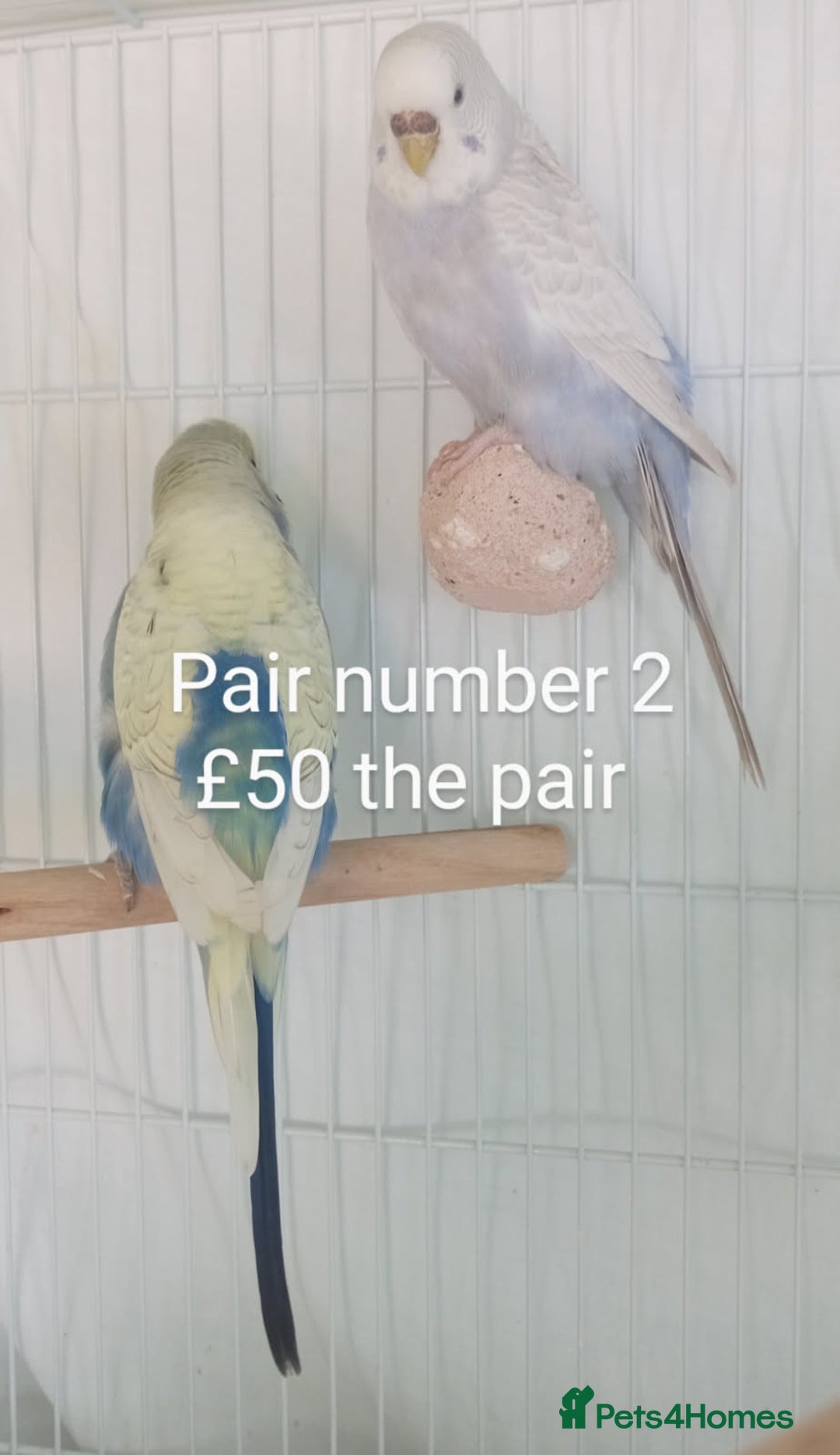 Budgerigars birds for sale: Budgies - babies, adults & pairs available/ - Image 4