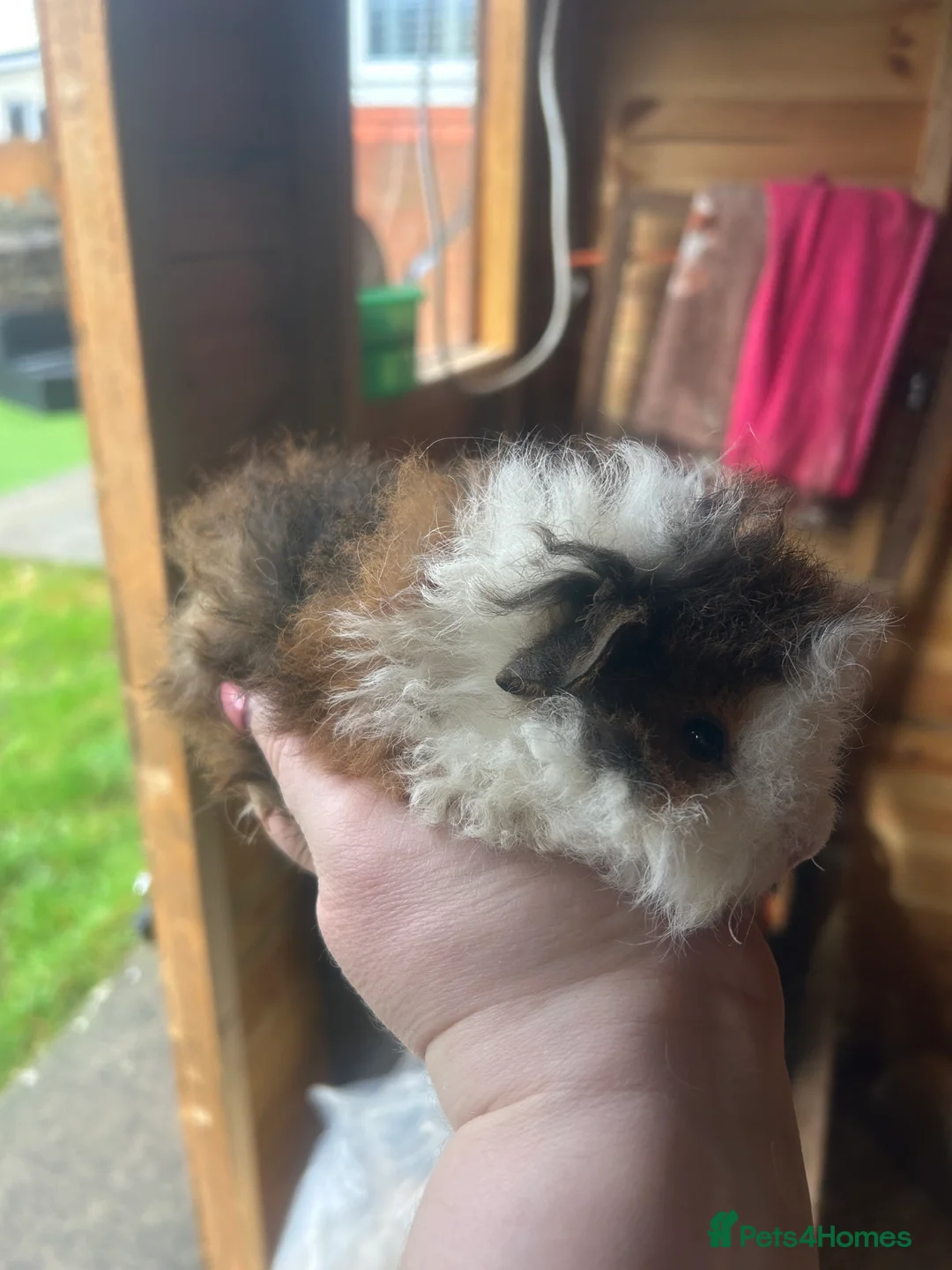 Guinea Pig rodents for sale: Longhair guineapigs  - Advert 6